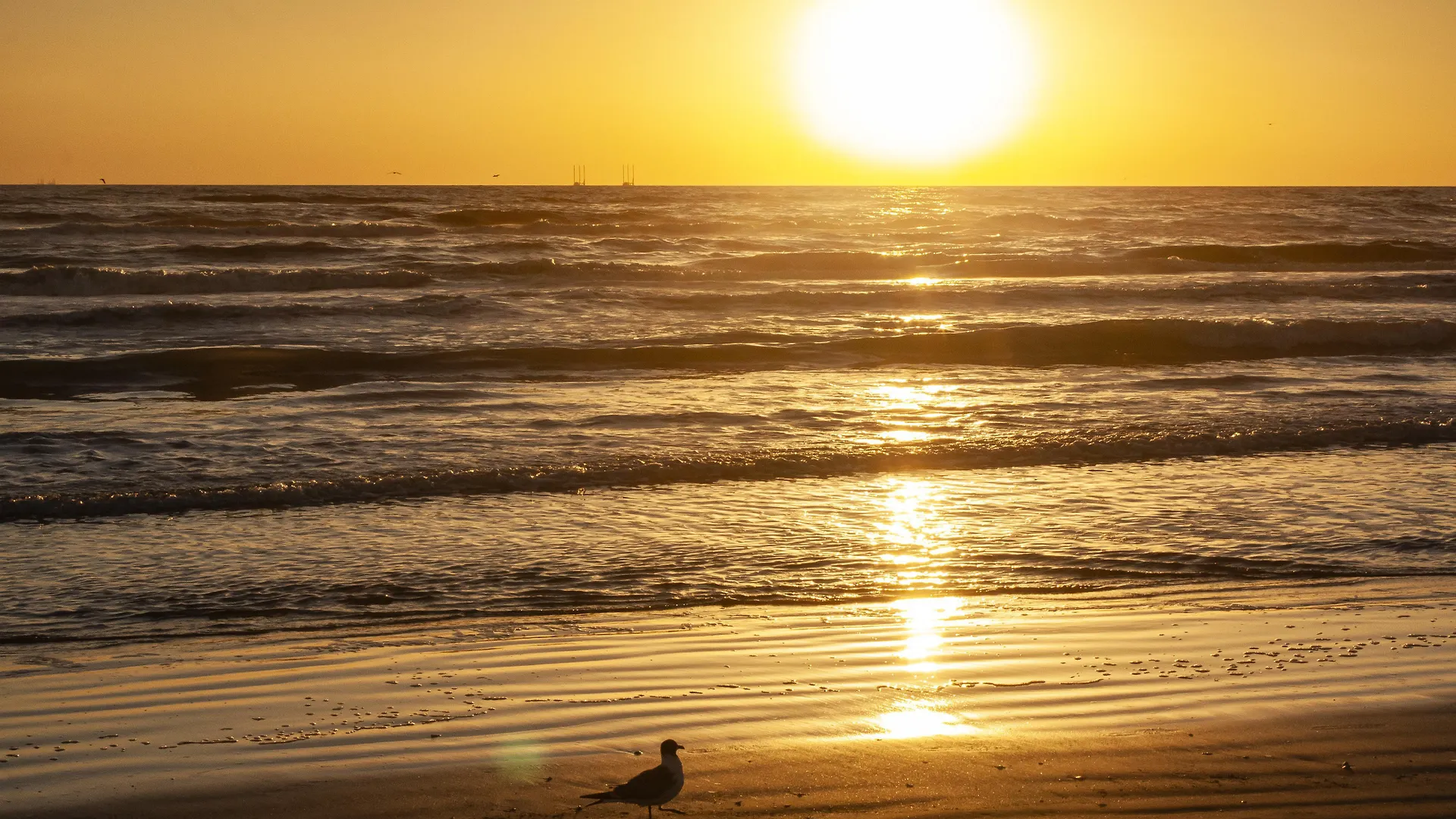Hotel South Padre Island-beach Front By Ihg South Padre Island