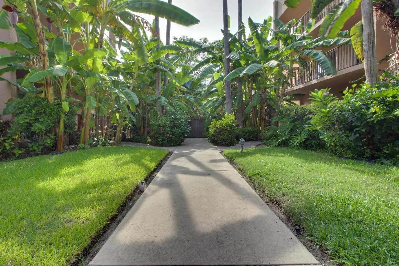 Beachview Condominiums: Palm Tree Pathway Hotel